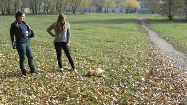 Deux filles sont allées se promener avec un chat en laisse dans le parc d'automne — Video