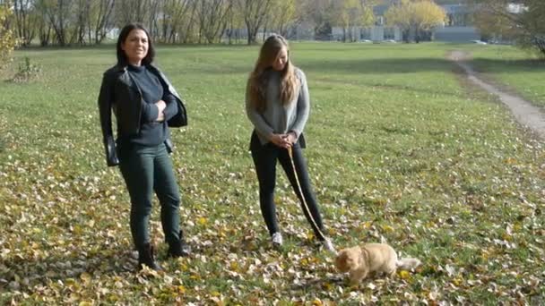 人の女の子は 秋の公園でひもに猫と散歩に行きました — ストック動画