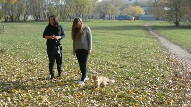 Дві дівчини пішли гуляти з котом на повідку в осінньому парку — стокове відео