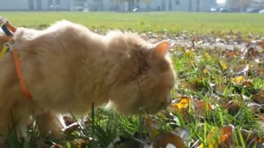 Kedi yeşil çim ile sonbahar sonbahar yaprakları
