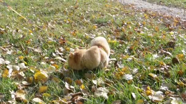 Cat Green Grass Autumn Fall Leaves — Αρχείο Βίντεο