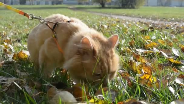 Cat Green Grass Autumn Fall Leaves — Stock Video