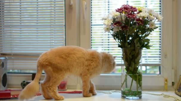 Pets Animals Concept Cat Window Sill Home — Stock Video
