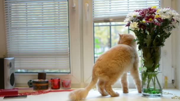 Hewan Peliharaan Dan Hewan Konsep Kucing Ambang Jendela Rumah — Stok Video