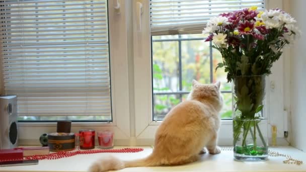 宠物和动物的概念 在家里的窗台上的猫 — 图库视频影像