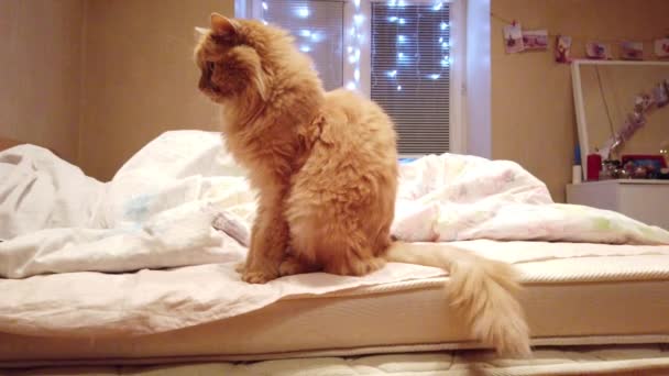 Schöne Katze Hause — Stockvideo