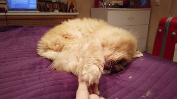 Cute Ginger Cat Lying Bed Fluffy Pet Going Sleep Doesn — Stock Video