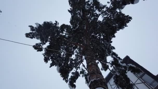 Dramático video de nevadas en el bosque. Árbol viejo y fuerte nevada arrojan las ramas. cae nieve entre las ramas de los árboles. Bosque de montaña en invierno. Nieve salvaje de invierno . — Vídeos de Stock