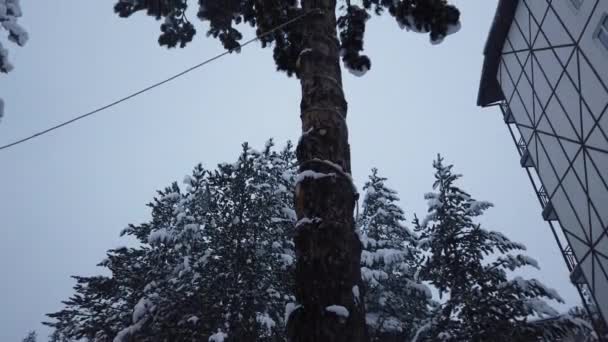 森林における降雪の劇的なビデオ。古い木と豪雪は、枝を投げます。木の枝の間で雪が降る。冬の山の森林。野生の冬の積雪. — ストック動画