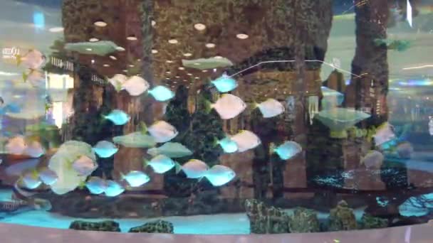 Acquario Nel Centro Commerciale Grande Acquario Nel Centro Commerciale Serale — Video Stock