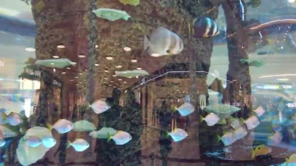 购物中心的水族馆 一个大水族馆在晚上购物中心 水族馆与鱼在购物中心 — 图库视频影像