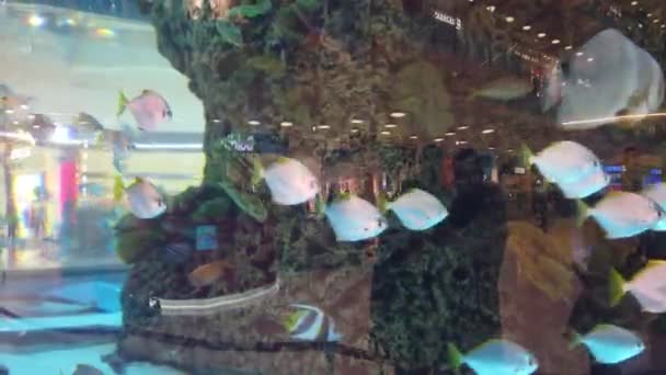 ショッピング センター内の水族館 夜のショッピング センターで大きな水槽 ショッピング センターでの魚の水族館 — ストック動画