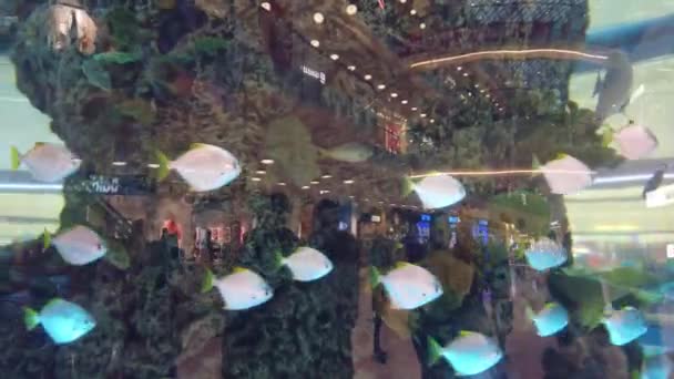 Акваріум Торговому Центрі Великий Акваріум Вечірньому Торговому Центрі Акваріум Рибою — стокове відео