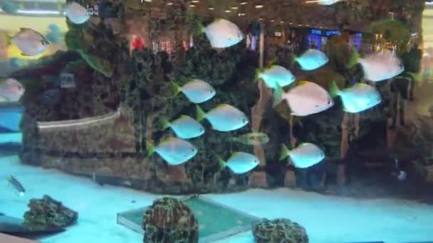 Aquarium Shopping Center Big Aquarium Evening Shopping Center Aquarium Fish — Stock Video