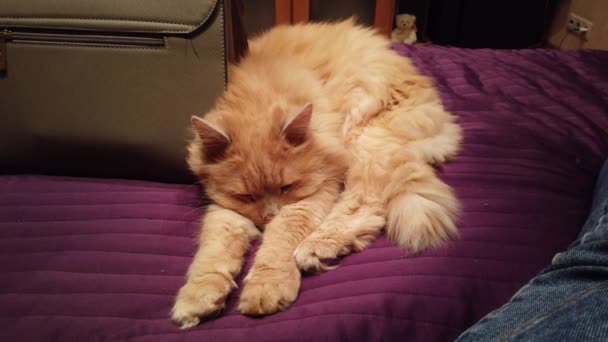 Beau Chat Trouve Sur Lit Gros Plan — Video