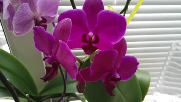 Morning Beautiful Pink Orchid Window House Flowers Plants Home — Stock Video