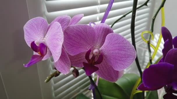 Manhã Bela Orquídea Rosa Janela Casa Flores Plantas Para Lar — Vídeo de Stock