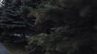 Ladin ağacı dalları yakın çekim. Noel arka plan.