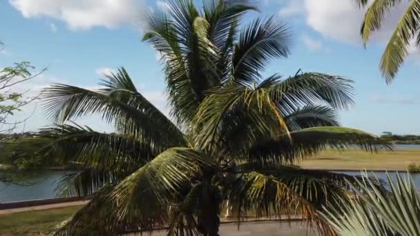 Βαραντέρο Παλμ Μπιτς Κούβα Βαραντέρο Κούβα Φοινικιές Παραλίας Τροπική Σκηνή — Αρχείο Βίντεο
