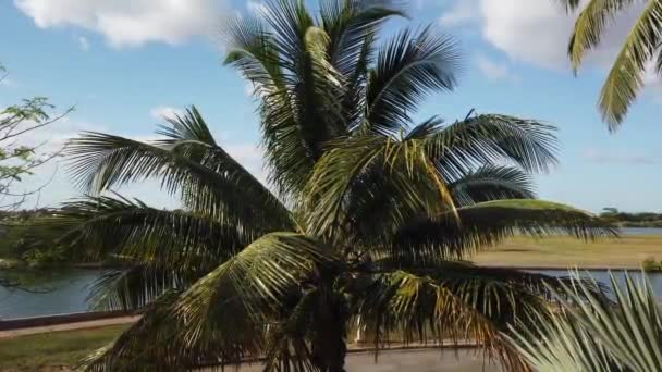 Varadero Palm Beach Ocean Cuba Varadero Cuba Spiaggia Soleggiata Palme — Video Stock