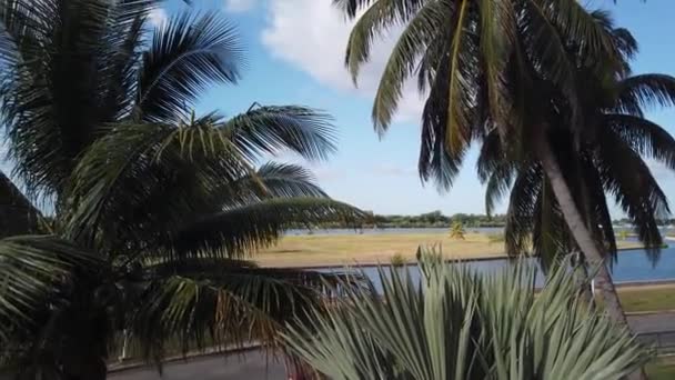 Varadero Palmenstrand Ozean Kuba Varadero Kubas Sonnige Strandpalmen Tropische Reiseszene — Stockvideo