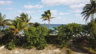 Varadero Palm Beach Okyanus Küba. Varadero, Küba güneşli plaj palmiye ağaçları. Tropikal seyahat sahnesi.