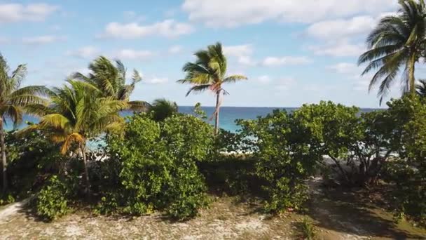 Varadero Palm Beach Oceaan Cuba Varadero Cuba Sunny Beach Palmbomen — Stockvideo
