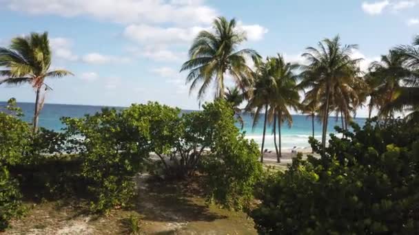 巴拉德罗棕榈滩海洋古巴 巴拉德罗 古巴阳光明媚的海滩棕榈树 热带旅游场景 — 图库视频影像