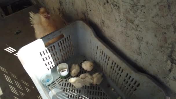 Familia Del Pollo Cuidar Pollo Protegiendo Sus Pequeños Pollos Bebé — Vídeo de stock