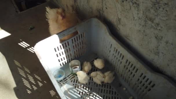 鸡家关爱鸡保护她的小蓬松黄色和棕色的小鸡 可爱的快乐牲畜鸟家庭在农场 — 图库视频影像