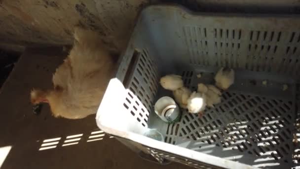 Tavuk Ailesi Onu Küçük Kabarık Sarı Kahverengi Bebek Tavuk Koruyan — Stok video