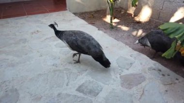 Tavus kuşu kuyruğunu gösteriyor. Bahçede güzel kuş.