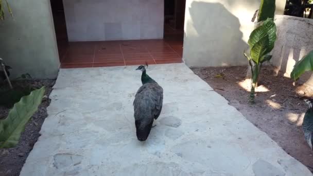 Pavo Real Mostrando Cola Hermoso Pájaro Patio — Vídeo de stock