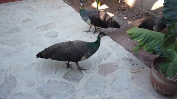 Peacock Showing Its Tail Beautiful Bird Yard — Stock Video