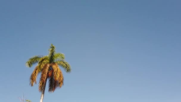 Верхня Частина Кокосової Пальми Фоні Неба — стокове відео
