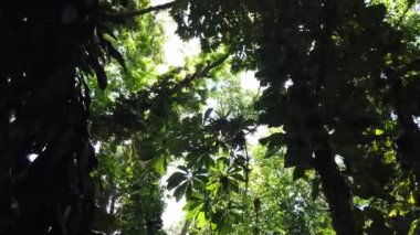 Ağaç yaprakları ile güneş ışığı. Jungle yağmur ormanları doğa arka plan