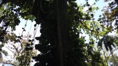 Ağaç yaprakları ile güneş ışığı. Jungle yağmur ormanları doğa arka plan