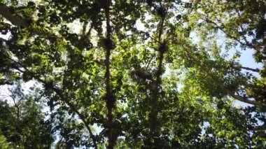 Ağaç yaprakları ile güneş ışığı. Jungle yağmur ormanları doğa arka plan