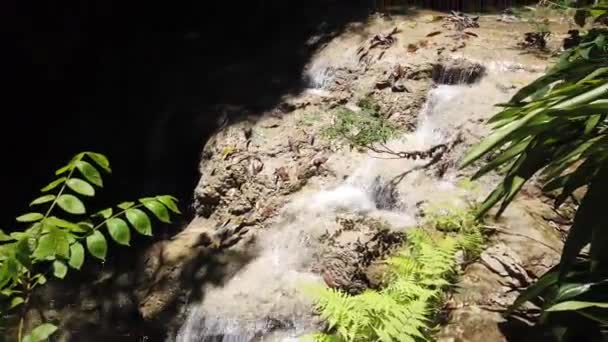 森林山溪 森林河 自然之美 高山森林纯净淡水瀑布 — 图库视频影像