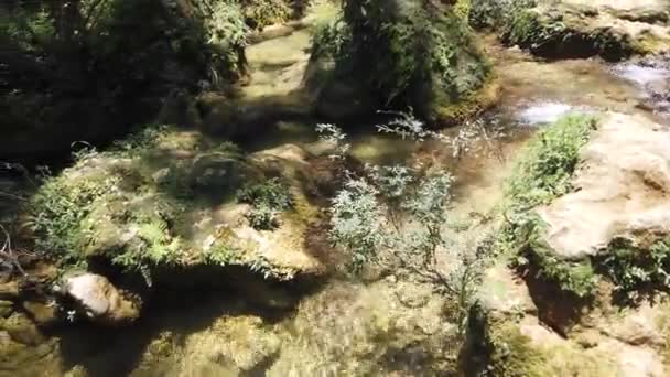 Forest Fjällbäck Skogsälv Mountain River Vatten Cascade Vattenfall Skönheten Naturen — Stockvideo