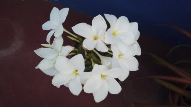 Λευκά Λουλούδια Πετούνια Κρέμονται Στη Βεράντα Λευκά Λουλούδια Στη Βεράντα — Αρχείο Βίντεο