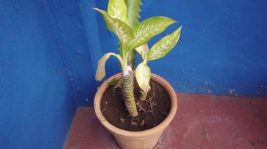 Verandada büyüyen vahşi tropikal meyve ananas, evin çatısı