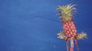 Verandada büyüyen vahşi tropikal meyve ananas, evin çatısı