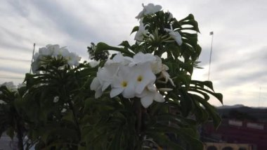 Beyaz Petunia çiçekler verandada asılı. Trinidad, Küba bir evin verandasında beyaz çiçekler.