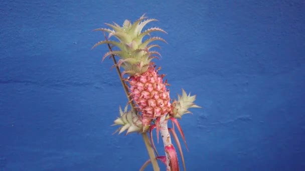 Wild Tropisch Fruit Ananas Groeit Veranda Dak Van Het Huis — Stockvideo