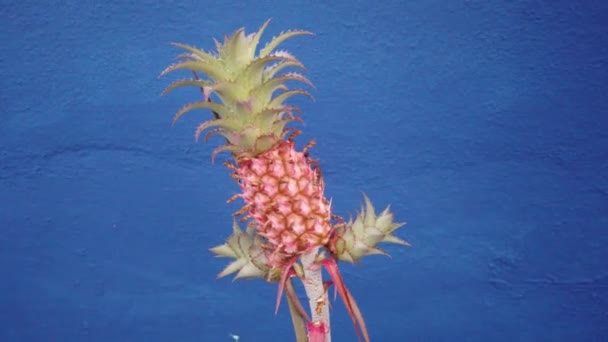 Wild Tropisch Fruit Ananas Groeit Veranda Dak Van Het Huis — Stockvideo