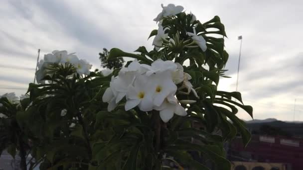 Flores Brancas Petúnia Penduradas Varanda Flores Brancas Varanda Uma Casa — Vídeo de Stock