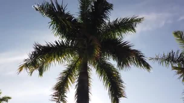 Hoja de palmera contra cielo azul. Palmeras en la costa de islas tropicales — Vídeos de Stock