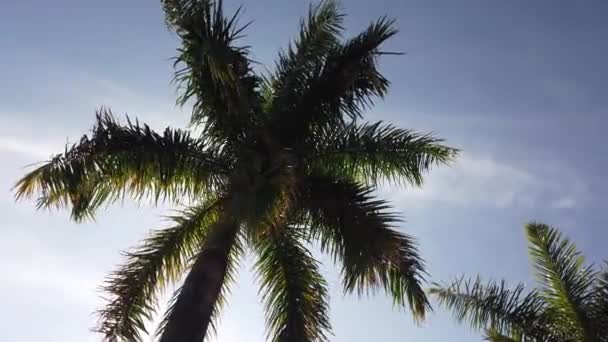 Пальмовый лист против голубого неба. Пальмы на тропическом побережье острова — стоковое видео