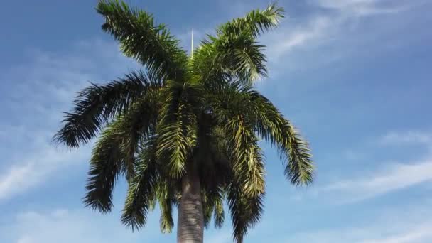 Palmblad mot blå himmel. Palmer vid tropiska öns kust — Stockvideo